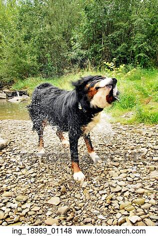 Cute black pet getting dry View Large Photo Image Stock Photo - Cute black pet getting dry. Fotosearch