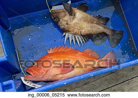 Dead Yelloweye rockfish in a container, Skeena-Queen Charlotte Regional District, Haida Gwaii, Graham Island, British Columbia, Canada View Large Photo Image Stock Photography - Dead Yelloweye rockfish in a container, Skeena-Queen Charlotte Regional District, Haida Gwaii, Graham Island, British Columbia, Canada. Fotosearch