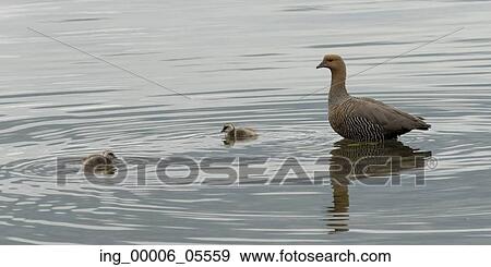 Duck with ducklings in a lake, Puerto Natales, Patagonia, Chile View Large Photo Image Stock Photo - Duck with ducklings in a lake, Puerto Natales, Patagonia, Chile. Fotosearch