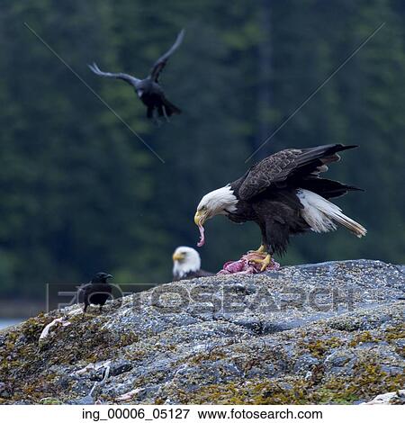 Eagle feeding, Skeena-Queen Charlotte Regional District, Haida Gwaii, Graham Island, British Columbia, Canada View Large Photo Image Stock Photo - Eagle feeding, Skeena-Queen Charlotte Regional District, Haida Gwaii, Graham Island, British Columbia, Canada. Fotosearch
