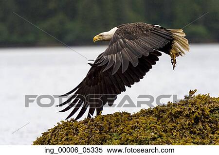 Eagle flying at coast, Skeena-Queen Charlotte Regional District, Haida Gwaii, Graham Island, British Columbia, Canada View Large Photo Image Stock Photography - Eagle flying at coast, Skeena-Queen Charlotte Regional District, Haida Gwaii, Graham Island, British Columbia, Canada. Fotosearch