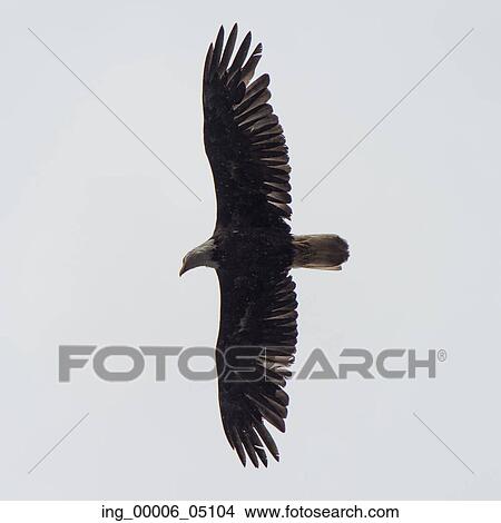 Eagle flying in the sky, Skeena-Queen Charlotte Regional District, Haida Gwaii, Graham Island, British Columbia, Canada View Large Photo Image Picture - Eagle flying in the sky, Skeena-Queen Charlotte Regional District, Haida Gwaii, Graham Island, British Columbia, Canada. Fotosearch