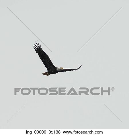 Stock Photo - Eagle flying in the sky, Skeena-Queen Charlotte Regional District, Haida Gwaii, Graham Island, British Columbia, Canada. Fotosearch