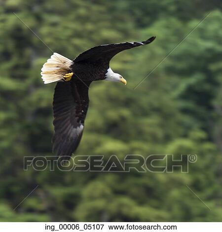 Eagle in flight, Skeena-Queen Charlotte Regional District, Haida Gwaii, Graham Island, British Columbia, Canada View Large Photo Image Stock Photo - Eagle in flight, Skeena-Queen Charlotte Regional District, Haida Gwaii, Graham Island, British Columbia, Canada. Fotosearch