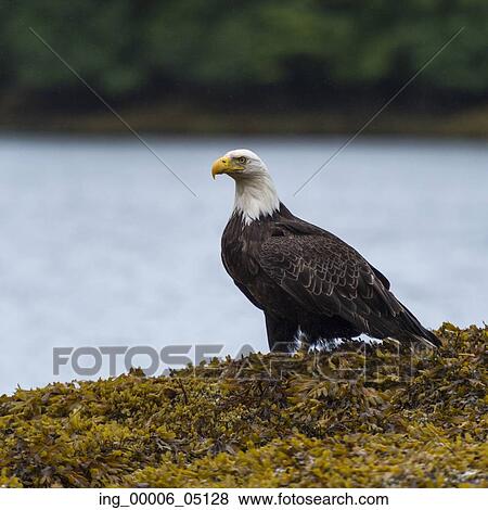 Eagle perched along the coast, Skeena-Queen Charlotte Regional District, Haida Gwaii, Graham Island, British Columbia, Canada View Large Photo Image Stock Photo - Eagle perched along the coast, Skeena-Queen Charlotte Regional District, Haida Gwaii, Graham Island, British Columbia, Canada. Fotosearch