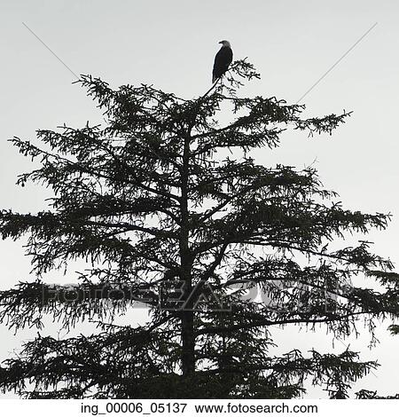 Eagle perching on a tree, Skeena-Queen Charlotte Regional District, Haida Gwaii, Graham Island, British Columbia, Canada View Large Photo Image Stock Photo - Eagle perching on a tree, Skeena-Queen Charlotte Regional District, Haida Gwaii, Graham Island, British Columbia, Canada. Fotosearch