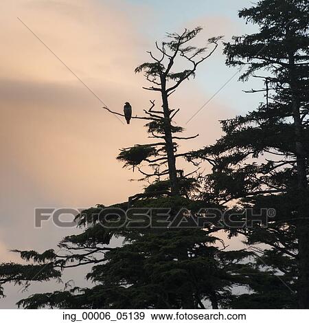 Eagle perching on a tree, Skeena-Queen Charlotte Regional District, Haida Gwaii, Graham Island, British Columbia, Canada View Large Photo Image Stock Photo - Eagle perching on a tree, Skeena-Queen Charlotte Regional District, Haida Gwaii, Graham Island, British Columbia, Canada. Fotosearch