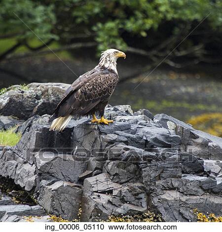 Eagle perching on rock, Skeena-Queen Charlotte Regional District, Haida Gwaii, Graham Island, British Columbia, Canada View Large Photo Image Stock Image - Eagle perching on rock, Skeena-Queen Charlotte Regional District, Haida Gwaii, Graham Island, British Columbia, Canada. Fotosearch