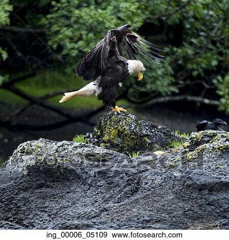 Eagle perching on rock, Skeena-Queen Charlotte Regional District, Haida Gwaii, Graham Island, British Columbia, Canada View Large Photo Image Stock Photo - Eagle perching on rock, Skeena-Queen Charlotte Regional District, Haida Gwaii, Graham Island, British Columbia, Canada. Fotosearch