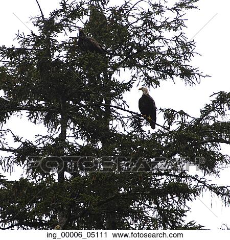 Eagles perching on a tree, Skeena-Queen Charlotte Regional District, Haida Gwaii, Graham Island, British Columbia, Canada View Large Photo Image Stock Image - Eagles perching on a tree, Skeena-Queen Charlotte Regional District, Haida Gwaii, Graham Island, British Columbia, Canada. Fotosearch