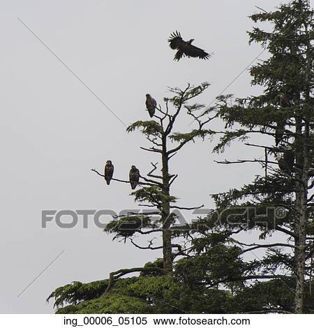 Eagles perching on an evergreen tree, Skeena-Queen Charlotte Regional District, Haida Gwaii, Graham Island, British Columbia, Canada View Large Photo Image Stock Photography - Eagles perching on an evergreen tree, Skeena-Queen Charlotte Regional District, Haida Gwaii, Graham Island, British Columbia, Canada. Fotosearch