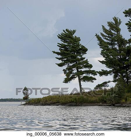 Evergreen Trees at the lakeside, Lake Of The Woods, Ontario, Canada View Large Photo Image Stock Photo - Evergreen Trees at the lakeside, Lake Of The Woods, Ontario, Canada. Fotosearch