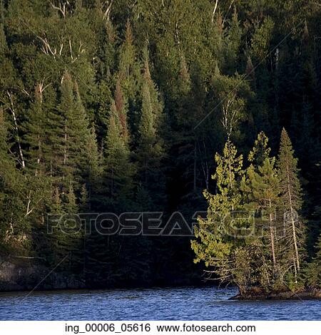 Evergreen Trees in a forest at the lakeside, Lake Of The Woods, Ontario, Canada View Large Photo Image Stock Photograph - Evergreen Trees in a forest at the lakeside, Lake Of The Woods, Ontario, Canada. Fotosearch