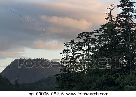 Evergreens with mountain in the background, Skeena-Queen Charlotte Regional District, Haida Gwaii, Graham Island, British Columbia, Canada View Large Photo Image Stock Photograph - Evergreens with mountain in the background, Skeena-Queen Charlotte Regional District, Haida Gwaii, Graham Island, British Columbia, Canada. Fotosearch