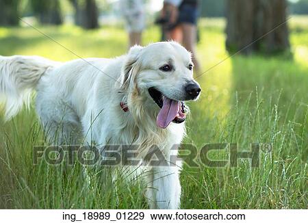 Stock Photo - Family with cute dog in the green park. Fotosearch