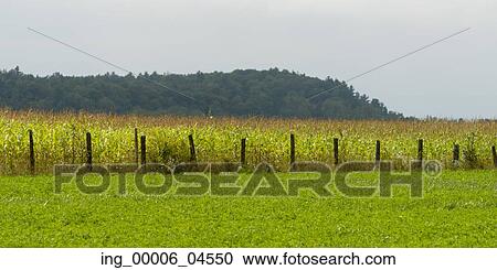 Farmland in Plaisance, Quebec, Canada View Large Photo Image Stock Image - Farmland in Plaisance, Quebec, Canada. Fotosearch