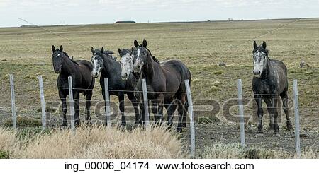 Five horses standing next to fence in field, Santa Cruz Province, Patagonia, Argentina View Large Photo Image Picture - Five horses standing next to fence in field, Santa Cruz Province, Patagonia, Argentina. Fotosearch