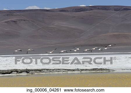 Flamingos at Salar de Pujsa, Los Flamencos National Reserve, San Pedro de Atacama, El Loa Province, Antofagasta Region, Chile View Large Photo Image Stock Image - Flamingos at Salar de Pujsa, Los Flamencos National Reserve, San Pedro de Atacama, El Loa Province, Antofagasta Region, Chile. Fotosearch