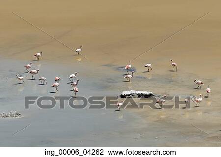 Flamingos at Salar de Pujsa, Los Flamencos National Reserve, San Pedro de Atacama, El Loa Province, Antofagasta Region, Chile View Large Photo Image Stock Image - Flamingos at Salar de Pujsa, Los Flamencos National Reserve, San Pedro de Atacama, El Loa Province, Antofagasta Region, Chile. Fotosearch