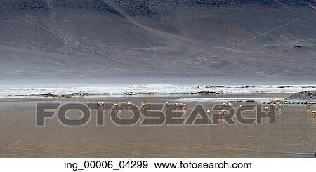 Stock Photo - Flamingos at Salar de Pujsa, Los Flamencos National Reserve, San Pedro de Atacama, El Loa Province, Antofagasta Region, Chile. Fotosearch