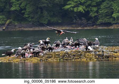 Flock of bald eagles on an island, Skeena-Queen Charlotte Regional District, Haida Gwaii, Graham Island, British Columbia, Canada View Large Photo Image Stock Photograph - Flock of bald eagles on an island, Skeena-Queen Charlotte Regional District, Haida Gwaii, Graham Island, British Columbia, Canada. Fotosearch