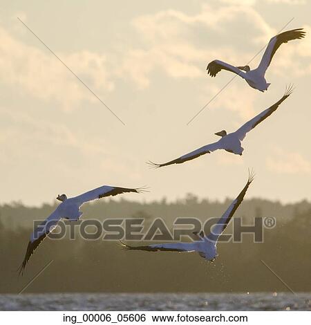 Flock of birds flying over a lake, Lake Of The Woods, Ontario, Canada View Large Photo Image Stock Photograph - Flock of birds flying over a lake, Lake Of The Woods, Ontario, Canada. Fotosearch
