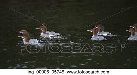 Flock of ducks swimming in a lake, Lake Of The Woods, Ontario, Canada View Large Photo Image Stock Photography - Flock of ducks swimming in a lake, Lake Of The Woods, Ontario, Canada. Fotosearch