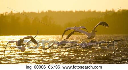 Stock Photograph - Flock of Pelicans flying over the lake, Lake Of The Woods, Ontario, Canada. Fotosearch
