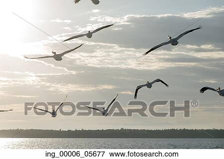 Stock Photo - Flock of Seagulls flying over the lake, Lake Of The Woods, Ontario, Canada. Fotosearch