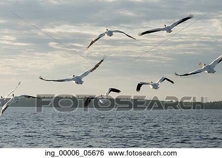 Flock of Seagulls flying over the lake, Lake Of The Woods, Ontario, Canada View Large Photo Image Stock Photograph - Flock of Seagulls flying over the lake, Lake Of The Woods, Ontario, Canada. Fotosearch