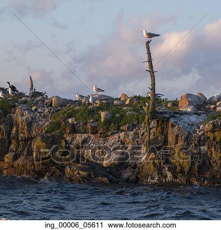 Flock of Seagulls on the coast, Lake Of The Woods, Ontario, Canada View Large Photo Image Stock Image - Flock of Seagulls on the coast, Lake Of The Woods, Ontario, Canada. Fotosearch