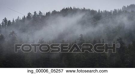 Fog over trees on an island, Skeena-Queen Charlotte Regional District, Haida Gwaii, Graham Island, British Columbia, Canada View Large Photo Image Stock Photo - Fog over trees on an island, Skeena-Queen Charlotte Regional District, Haida Gwaii, Graham Island, British Columbia, Canada. Fotosearch