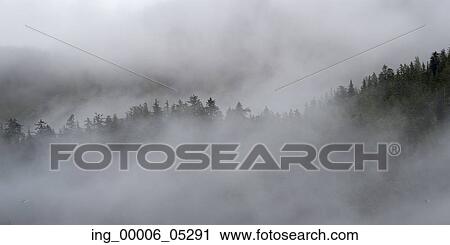 Fog over trees, Skeena-Queen Charlotte Regional District, Haida Gwaii, Graham Island, British Columbia, Canada View Large Photo Image Stock Image - Fog over trees, Skeena-Queen Charlotte Regional District, Haida Gwaii, Graham Island, British Columbia, Canada. Fotosearch