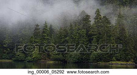 Fog over trees, Skeena-Queen Charlotte Regional District, Haida Gwaii, Graham Island, British Columbia, Canada View Large Photo Image Stock Image - Fog over trees, Skeena-Queen Charlotte Regional District, Haida Gwaii, Graham Island, British Columbia, Canada. Fotosearch
