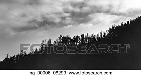 Stock Image - Fog over trees, Skeena-Queen Charlotte Regional District, Haida Gwaii, Graham Island, British Columbia, Canada. Fotosearch