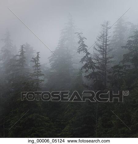 Picture - Foggy forest, Skeena-Queen Charlotte Regional District, Haida Gwaii, Graham Island, British Columbia, Canada. Fotosearch