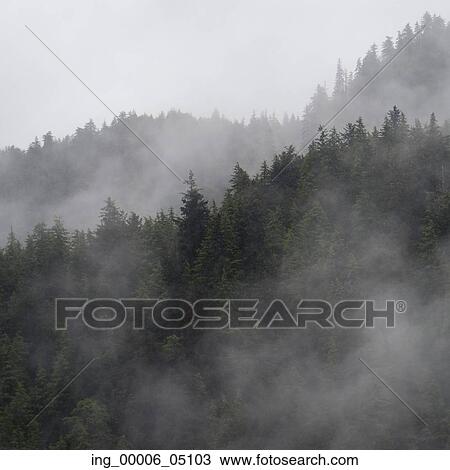 Stock Image - Foggy forest, Skeena-Queen Charlotte Regional District, Haida Gwaii, Graham Island, British Columbia, Canada. Fotosearch