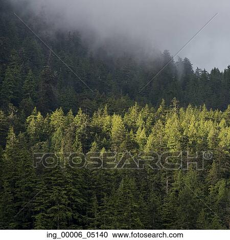 Stock Image - Foggy forest, Skeena-Queen Charlotte Regional District, Haida Gwaii, Graham Island, British Columbia, Canada. Fotosearch