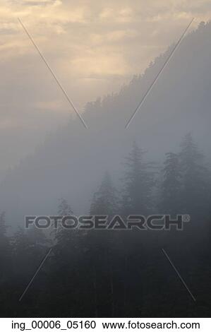 Stock Image - Foggy forest, Skeena-Queen Charlotte Regional District, Haida Gwaii, Graham Island, British Columbia, Canada. Fotosearch