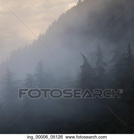 Foggy forest, Skeena-Queen Charlotte Regional District, Haida Gwaii, Graham Island, British Columbia, Canada View Large Photo Image Stock Photograph - Foggy forest, Skeena-Queen Charlotte Regional District, Haida Gwaii, Graham Island, British Columbia, Canada. Fotosearch