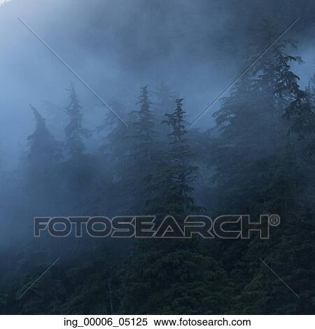 Foggy forest, Skeena-Queen Charlotte Regional District, Haida Gwaii, Graham Island, British Columbia, Canada View Large Photo Image Stock Photography - Foggy forest, Skeena-Queen Charlotte Regional District, Haida Gwaii, Graham Island, British Columbia, Canada. Fotosearch