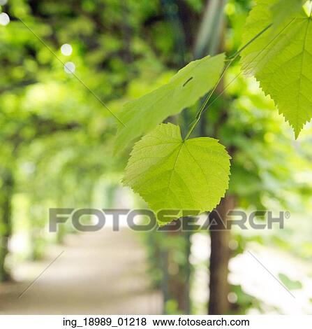 Green summer leaves in the fresh garden View Large Photo Image Stock Photo - Green summer leaves in the fresh garden. Fotosearch