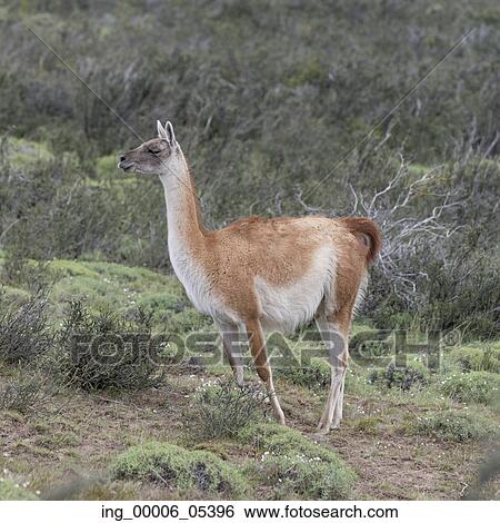 Guanaco (Lama guanicoe), Torres del Paine National Park, Patagonia, Chile View Large Photo Image Stock Photograph - Guanaco (Lama guanicoe), Torres del Paine National Park, Patagonia, Chile. Fotosearch