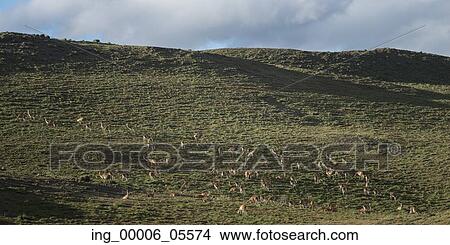 Guanacos (Lama guanicoe) grazing in a field, Torres Del Paine National Park, Patagonia, Chile View Large Photo Image Picture - Guanacos (Lama guanicoe) grazing in a field, Torres Del Paine National Park, Patagonia, Chile. Fotosearch