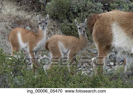 Guanacos (Lama guanicoe) in field, Torres del Paine National Park, Patagonia, Chile View Large Photo Image Stock Image - Guanacos (Lama guanicoe) in field, Torres del Paine National Park, Patagonia, Chile. Fotosearch