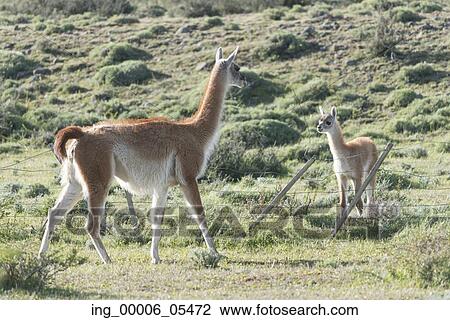 Guanacos (Lama guanicoe) in field, Torres del Paine National Park, Patagonia, Chile View Large Photo Image Stock Image - Guanacos (Lama guanicoe) in field, Torres del Paine National Park, Patagonia, Chile. Fotosearch