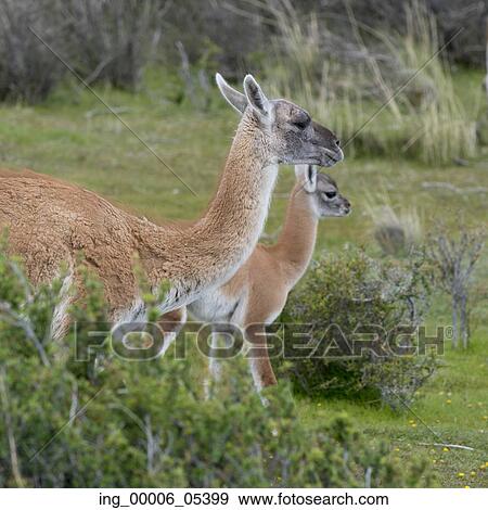Guanacos (Lama guanicoe) in field, Torres del Paine National Park, Patagonia, Chile View Large Photo Image Stock Photo - Guanacos (Lama guanicoe) in field, Torres del Paine National Park, Patagonia, Chile. Fotosearch