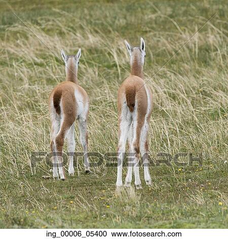 Guanacos (Lama guanicoe), Torres del Paine National Park, Patagonia, Chile View Large Photo Image Stock Image - Guanacos (Lama guanicoe), Torres del Paine National Park, Patagonia, Chile. Fotosearch