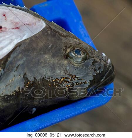 Head of a fish, Skeena-Queen Charlotte Regional District, Haida Gwaii, Graham Island, British Columbia, Canada View Large Photo Image Stock Image - Head of a fish, Skeena-Queen Charlotte Regional District, Haida Gwaii, Graham Island, British Columbia, Canada. Fotosearch