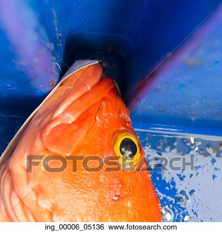 Head of a Yelloweye rockfish, Skeena-Queen Charlotte Regional District, Haida Gwaii, Graham Island, British Columbia, Canada View Large Photo Image Stock Photograph - Head of a Yelloweye rockfish, Skeena-Queen Charlotte Regional District, Haida Gwaii, Graham Island, British Columbia, Canada. Fotosearch